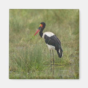 Africa. Tanzania. Male Saddle-billed Stork Magnet