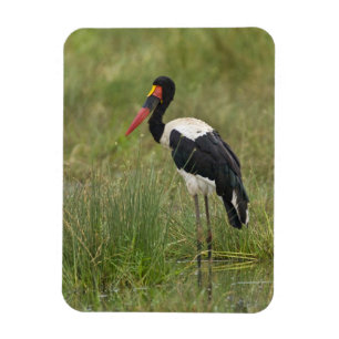 Africa. Tanzania. Male Saddle-billed Stork Magnet
