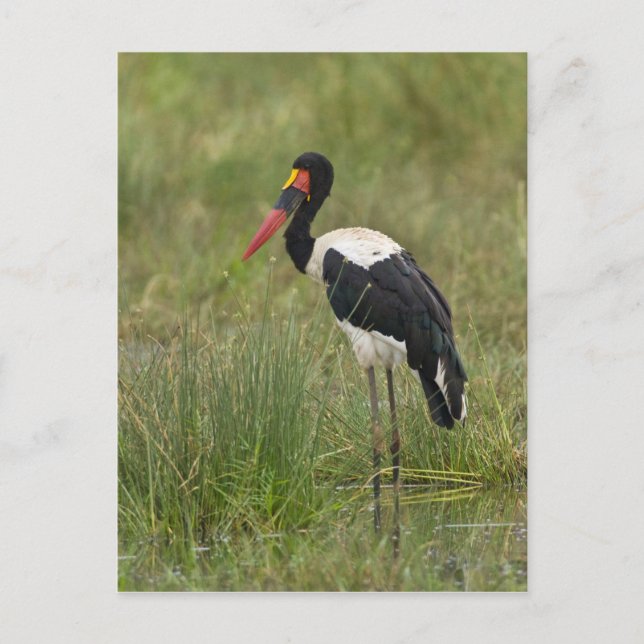Africa. Tanzania. Male Saddle-billed Stork Postcard (Front)