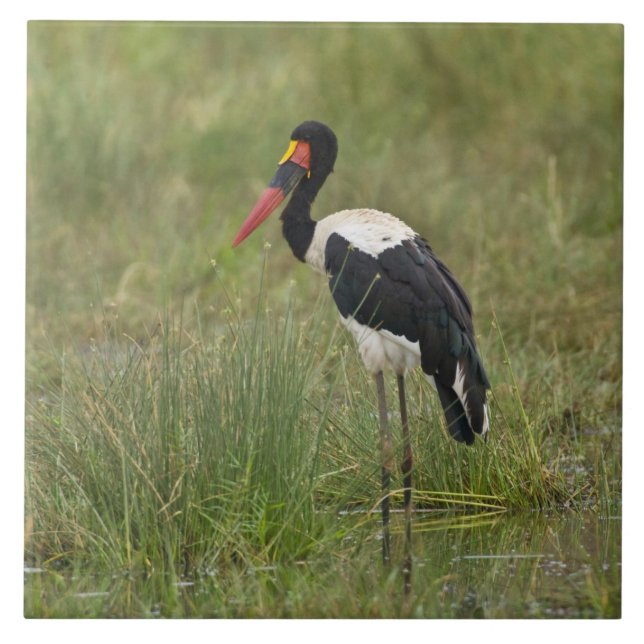 Africa. Tanzania. Male Saddle-billed Stork Tile (Front)