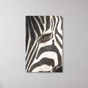 'Africa, Tanzania, Ngorongoro Conservation Area' Canvas Print