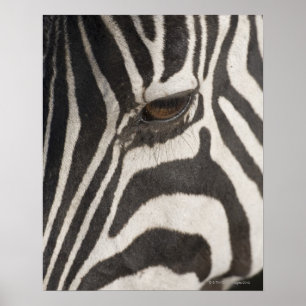 'Africa, Tanzania, Ngorongoro Conservation Area' Poster