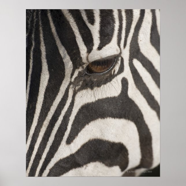 'Africa, Tanzania, Ngorongoro Conservation Area' Poster (Front)