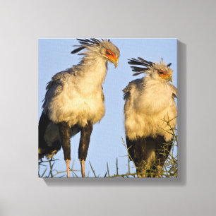 Africa. Tanzania. Secretary Birds at Ndutu Canvas Print