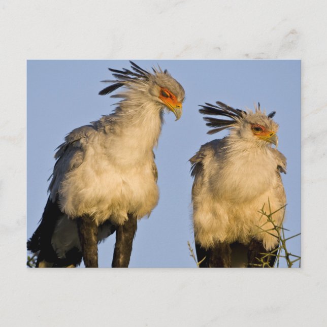 Africa. Tanzania. Secretary Birds at Ndutu Postcard (Front)