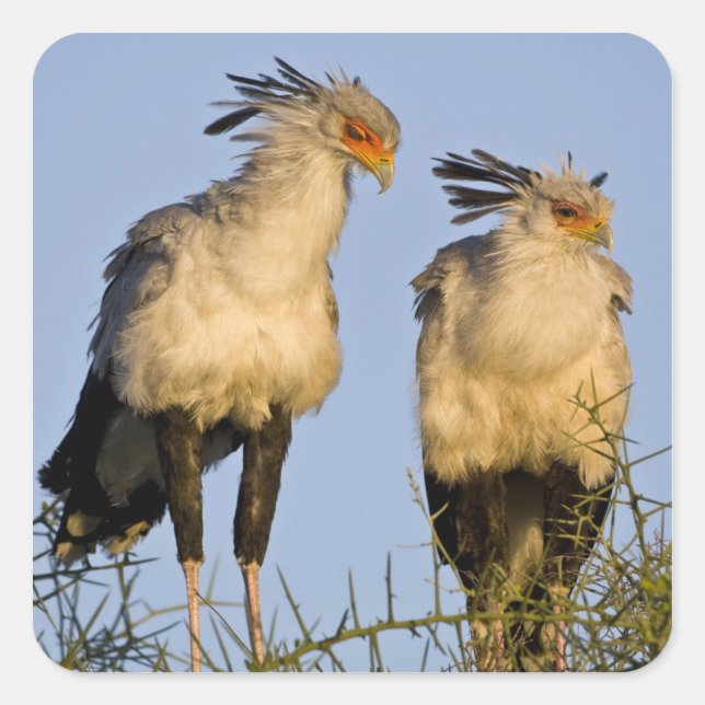 Africa. Tanzania. Secretary Birds at Ndutu Square Sticker (Front)