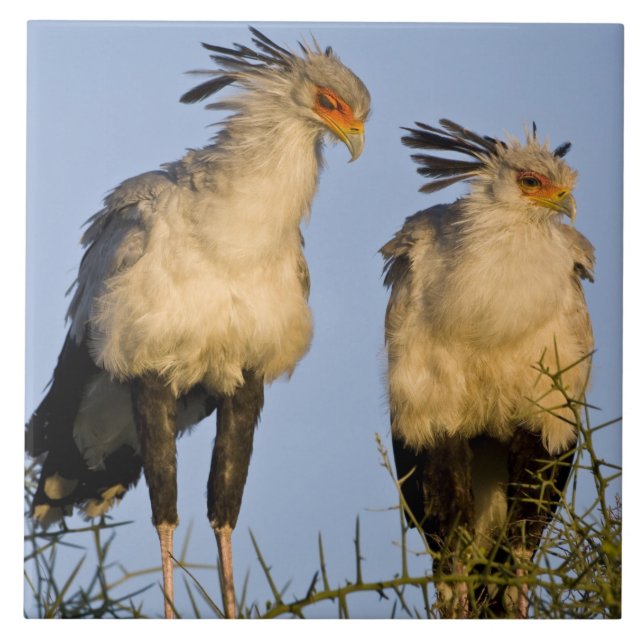 Africa. Tanzania. Secretary Birds at Ndutu Tile (Front)