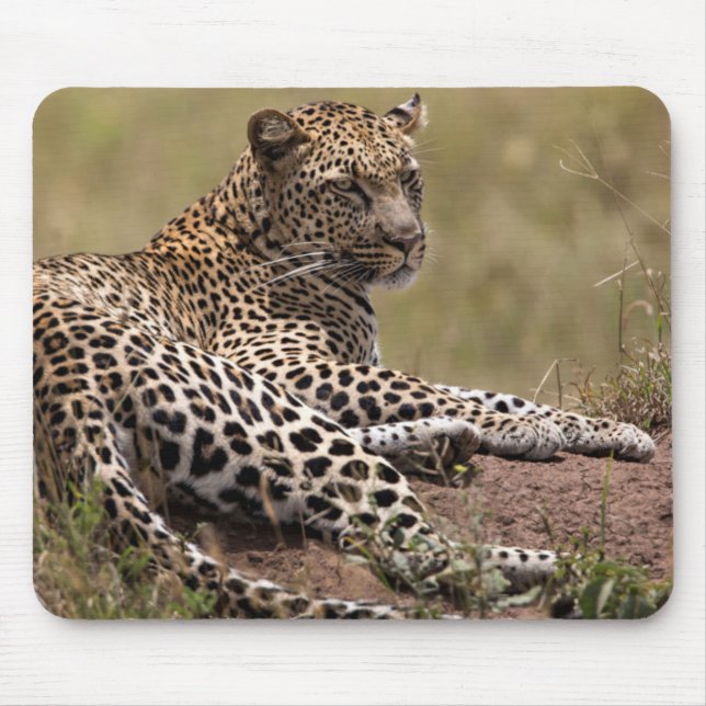 Africa, Tanzania, Serengeti. Leopard Mouse Mat (Front)