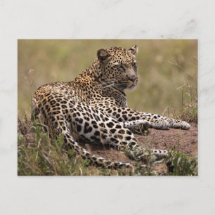 Africa, Tanzania, Serengeti. Leopard Postcard