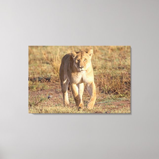 Africa, Tanzania, Serengeti. Lion And Lioness Canvas Print (Front)