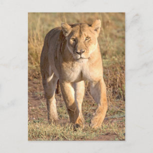 Africa, Tanzania, Serengeti. Lion And Lioness Postcard