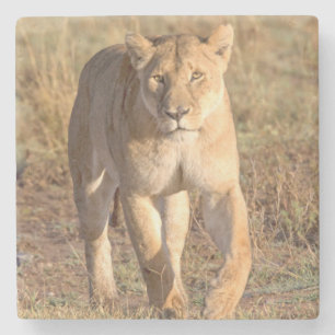 Africa, Tanzania, Serengeti. Lion And Lioness Stone Coaster