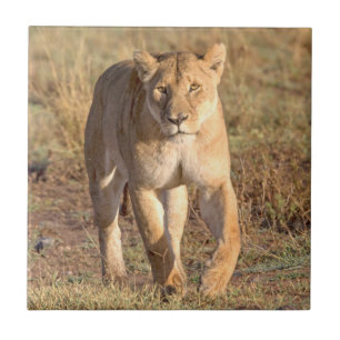 Africa, Tanzania, Serengeti. Lion And Lioness Tile