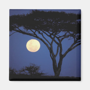 Africa, Tanzania, Tarangire. Acacia tree in Magnet