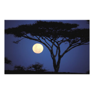 Africa, Tanzania, Tarangire. Acacia tree in Photo Print