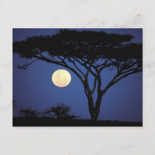 Africa, Tanzania, Tarangire. Acacia tree in Postcard