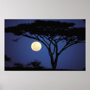 Africa, Tanzania, Tarangire. Acacia tree in Poster