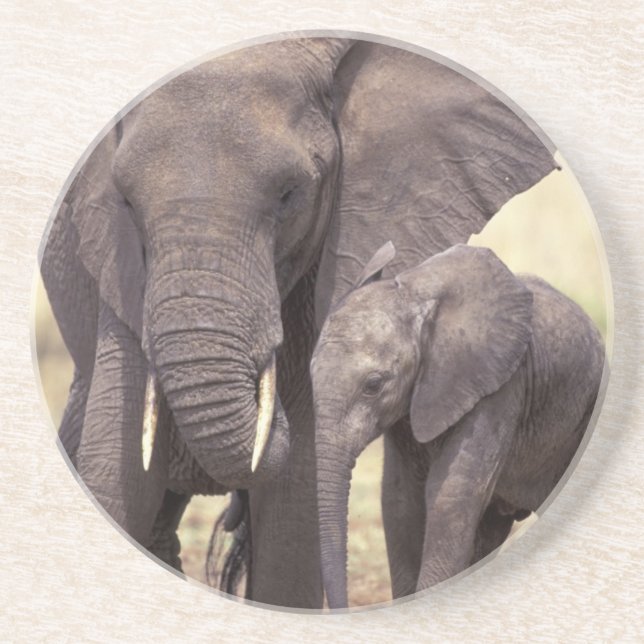 Africa, Tanzania, Tarangire National Park. 2 Coaster (Front)