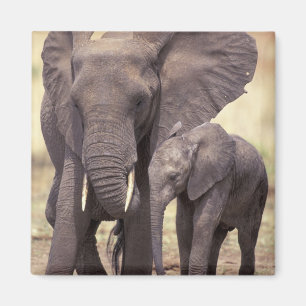 Africa, Tanzania, Tarangire National Park. 2 Magnet