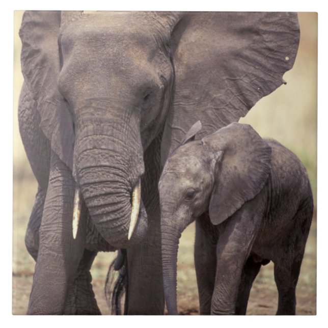 Africa, Tanzania, Tarangire National Park. 2 Tile (Front)