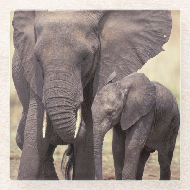 Africa, Tanzania, Tarangire National Park Glass Coaster (Front)