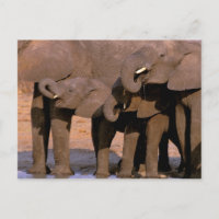Africa, Tanzania, Tarangire National Park.