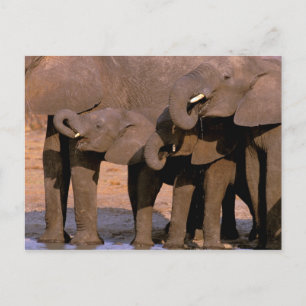 Africa, Tanzania, Tarangire National Park. Postcard