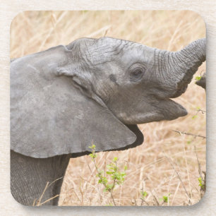 Africa. Tanzania. Young Elephant at Tarangire Coaster