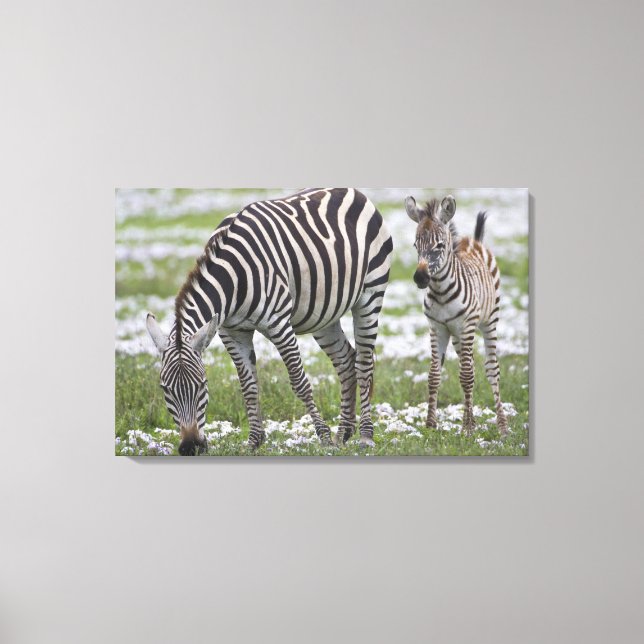 Africa. Tanzania. Zebra mother and colt Canvas Print (Front)