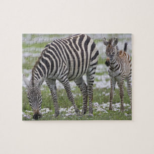 Africa. Tanzania. Zebra mother and colt Jigsaw Puzzle