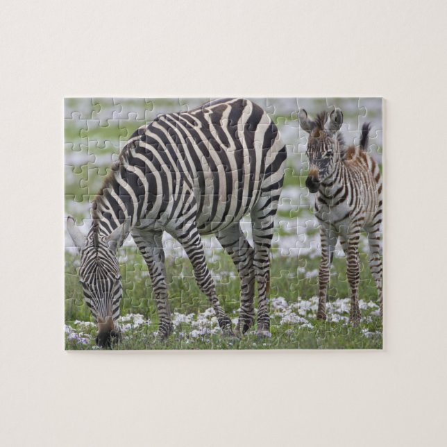 Africa. Tanzania. Zebra mother and colt Jigsaw Puzzle (Horizontal)
