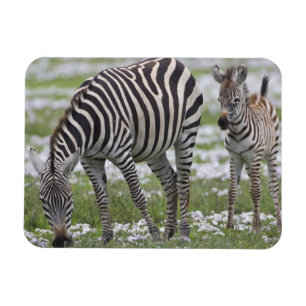 Africa. Tanzania. Zebra mother and colt Magnet