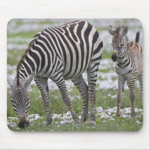 Africa. Tanzania. Zebra mother and colt Mouse Mat