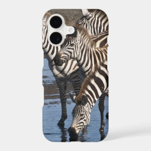 Africa. Tanzania. Zebras drinking at Ndutu