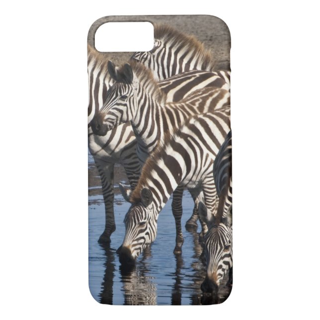 Africa. Tanzania. Zebras drinking at Ndutu Case-Mate iPhone Case (Back)
