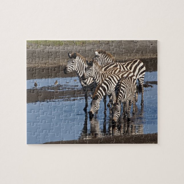 Africa. Tanzania. Zebras drinking at Ndutu Jigsaw Puzzle (Horizontal)