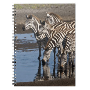 Africa. Tanzania. Zebras drinking at Ndutu Notebook