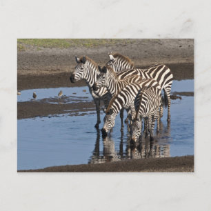 Africa. Tanzania. Zebras drinking at Ndutu Postcard