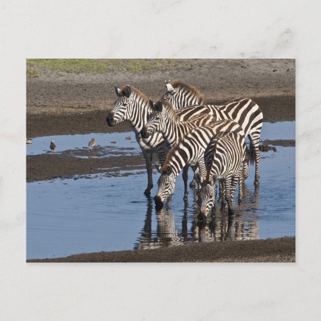 Africa. Tanzania. Zebras drinking at Ndutu Postcard (Front)