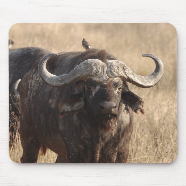 Africa - The ox with large horn Mouse Mat (Front)