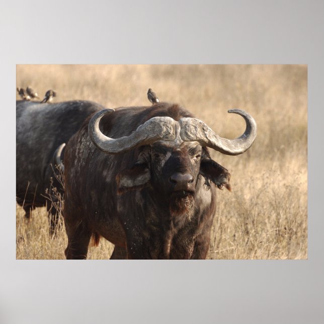 Africa - The ox with large horn Poster (Front)