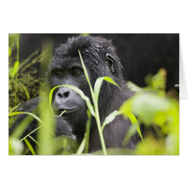 Africa Uganda, Bwindi (Front Horizontal)