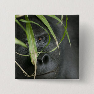 Africa, Uganda, Bwindi 15 Cm Square Badge