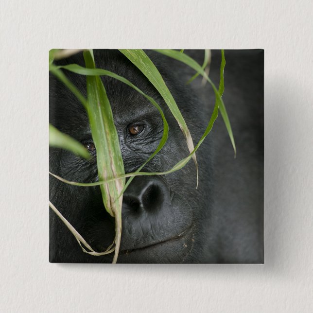 Africa, Uganda, Bwindi 15 Cm Square Badge (Front)