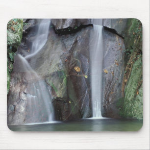 Africa, Uganda, Bwindi Impenetrable rainforest, Mouse Mat