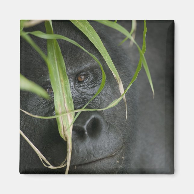 Africa, Uganda, Bwindi Magnet (Front)