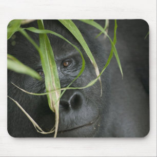 Africa, Uganda, Bwindi Mouse Mat