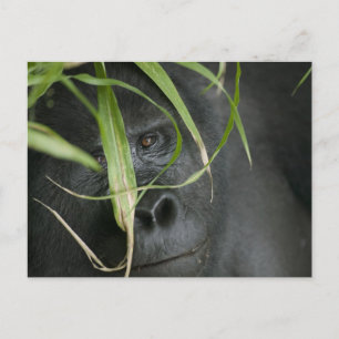 Africa, Uganda, Bwindi Postcard