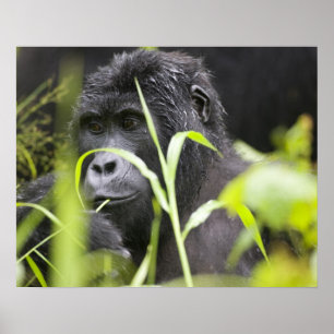 Africa Uganda, Bwindi Poster