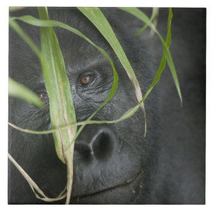 Africa, Uganda, Bwindi Tile